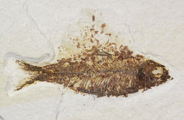 Knightia Fossil Fish - Wyoming #29016